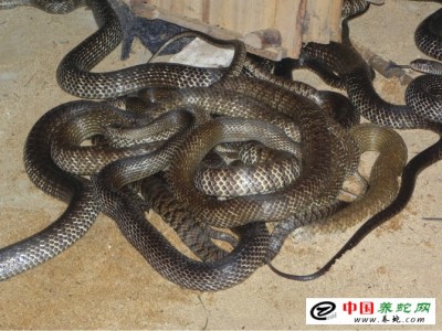 水律蛇養(yǎng)殖技術(shù)