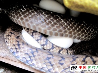 水律蛇養(yǎng)殖博客