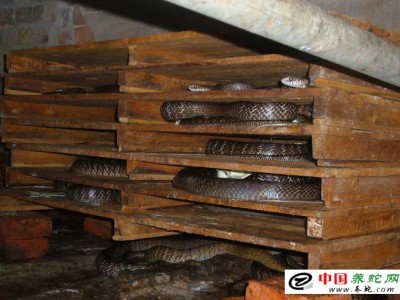 水律蛇養(yǎng)殖前景