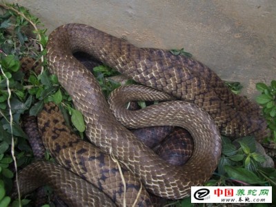 水律蛇養(yǎng)殖周期