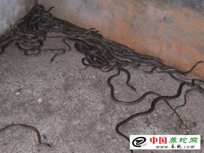 水律蛇苗養(yǎng)殖