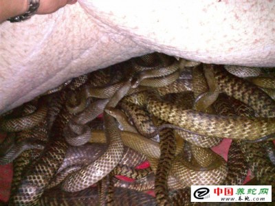 水律蛇養(yǎng)殖祠料