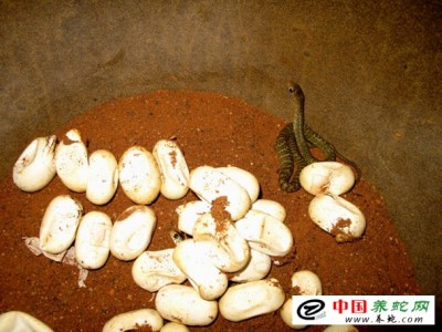 人工養(yǎng)殖水律蛇