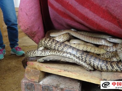 水律蛇養(yǎng)殖秘訣