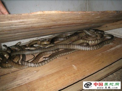 水律蛇無冬眠養(yǎng)殖技術(shù)的發(fā)展