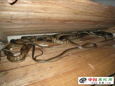 水律蛇室內(nèi)蛇池養(yǎng)殖技術(shù)