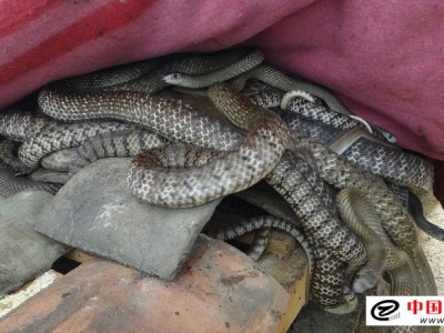 養(yǎng)殖水律蛇
