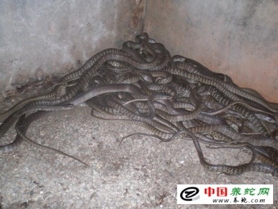 水律蛇養(yǎng)殖圖片