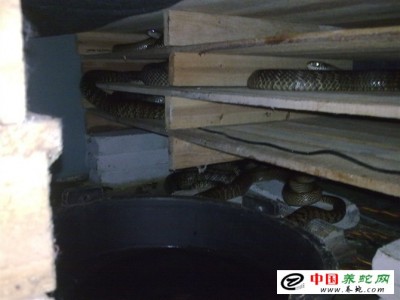 水律蛇無冬眠養(yǎng)殖技術(shù)