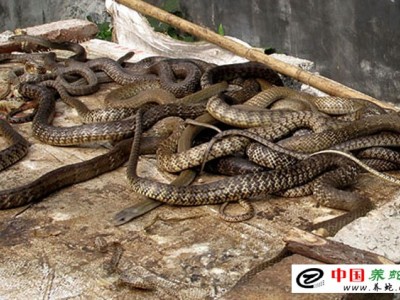 廣西水律蛇養(yǎng)殖場