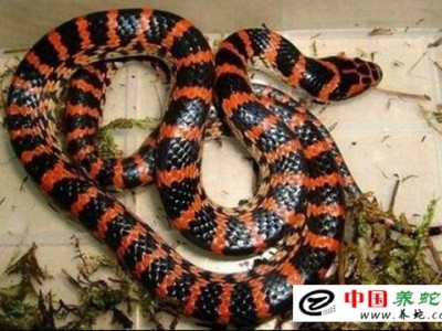 赤練蛇養殖