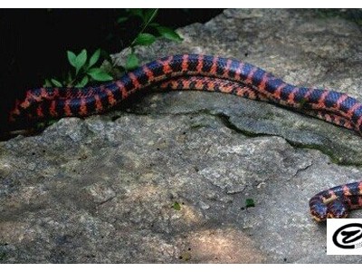 赤練蛇養殖前景