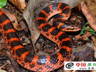 赤練蛇養殖基地