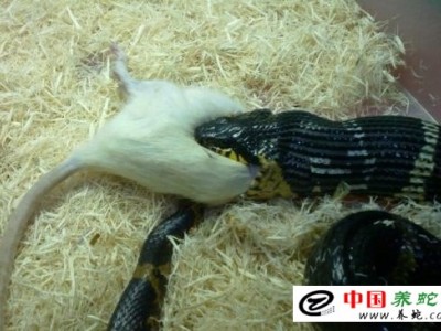 棕黑錦蛇的養(yǎng)殖技術(shù)