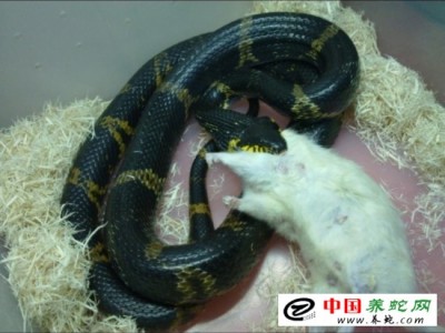 人工養(yǎng)殖棕黑錦蛇