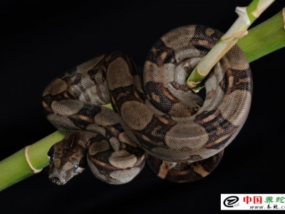 蟒蛇養殖加盟