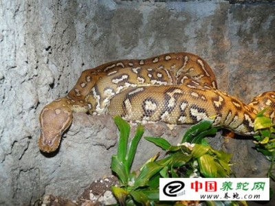 廣州蟒蛇養殖廠