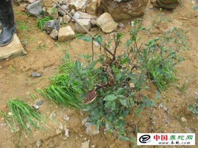 五步蛇養(yǎng)殖前景