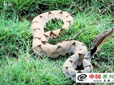 五步蛇養(yǎng)殖場設(shè)計