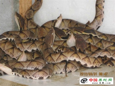 浙江五步蛇養(yǎng)殖