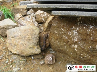 養(yǎng)殖五步蛇