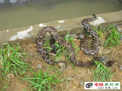 湖南五步蛇養(yǎng)殖