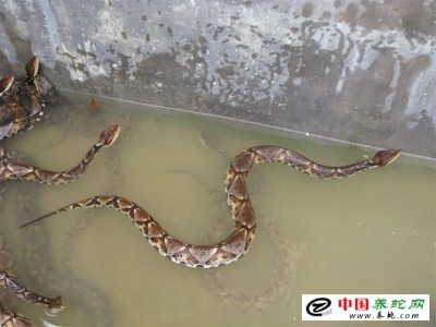 浙江臺州五步蛇養(yǎng)殖的棲息環(huán)境