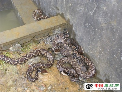 五步蛇養(yǎng)殖場圖片
