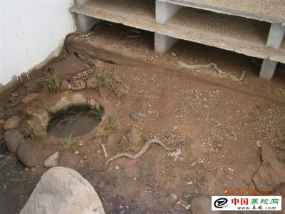 福建養(yǎng)殖五步蛇