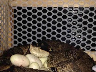 玉龍五步蛇養(yǎng)殖場