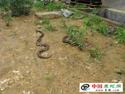 五步蛇養(yǎng)殖 致富經(jīng)