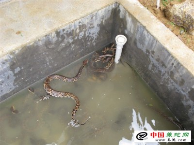 五步蛇 養(yǎng)殖