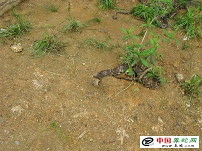 養(yǎng)殖五步蛇 毒