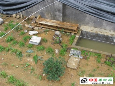 五步蛇養(yǎng)殖戶