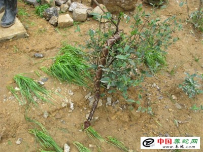 湖北五步蛇養(yǎng)殖基地