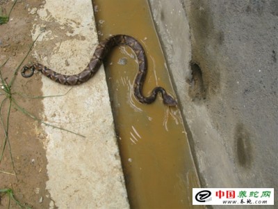 五步蛇養(yǎng)殖 建造