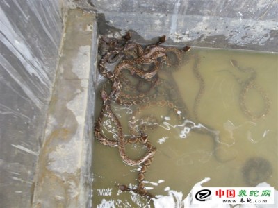 五步蛇養(yǎng)殖場 修建