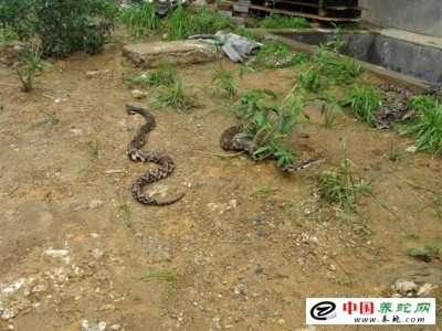 福建養(yǎng)殖五步蛇注意事項
