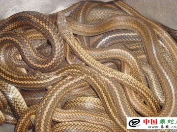 養蛇能賺錢嗎？