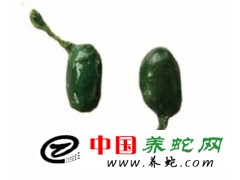 湖南長沙 本人常年大量收購蛇膽　