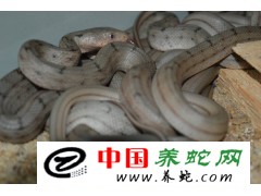 江蘇　徐州　需要大王蛇苗