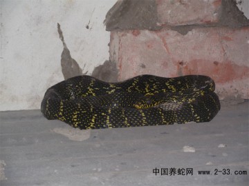 河南有養蛇的嗎