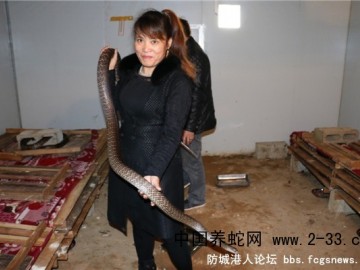 廣西靈山縣新富養蛇場