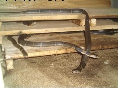 常年高價收購，眼鏡蛇 大小條清場