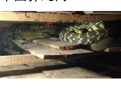 常年高價收購 大王蛇，大小條清場，病蛇，冰凍蛇