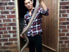 養(yǎng)出好大一條的水律蛇 (7)