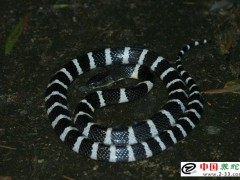 蛇病治療——異物性肺炎