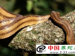 蛇病治療——急性肺炎