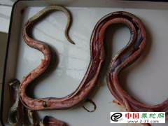 蛇病常用藥及給藥方法