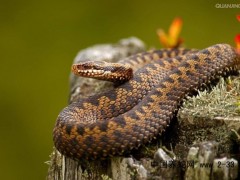 各類蛇傷局部組織壞死特點(diǎn)